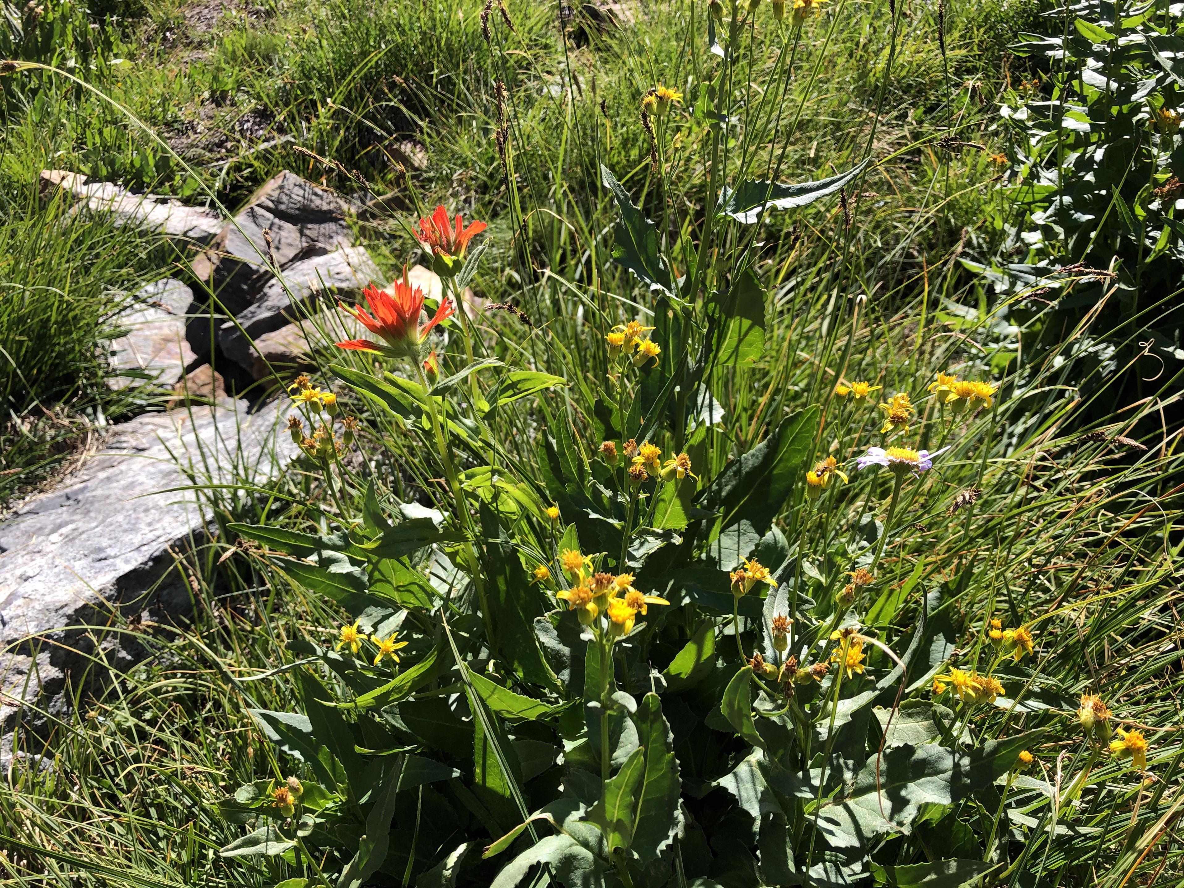 Wildflowers