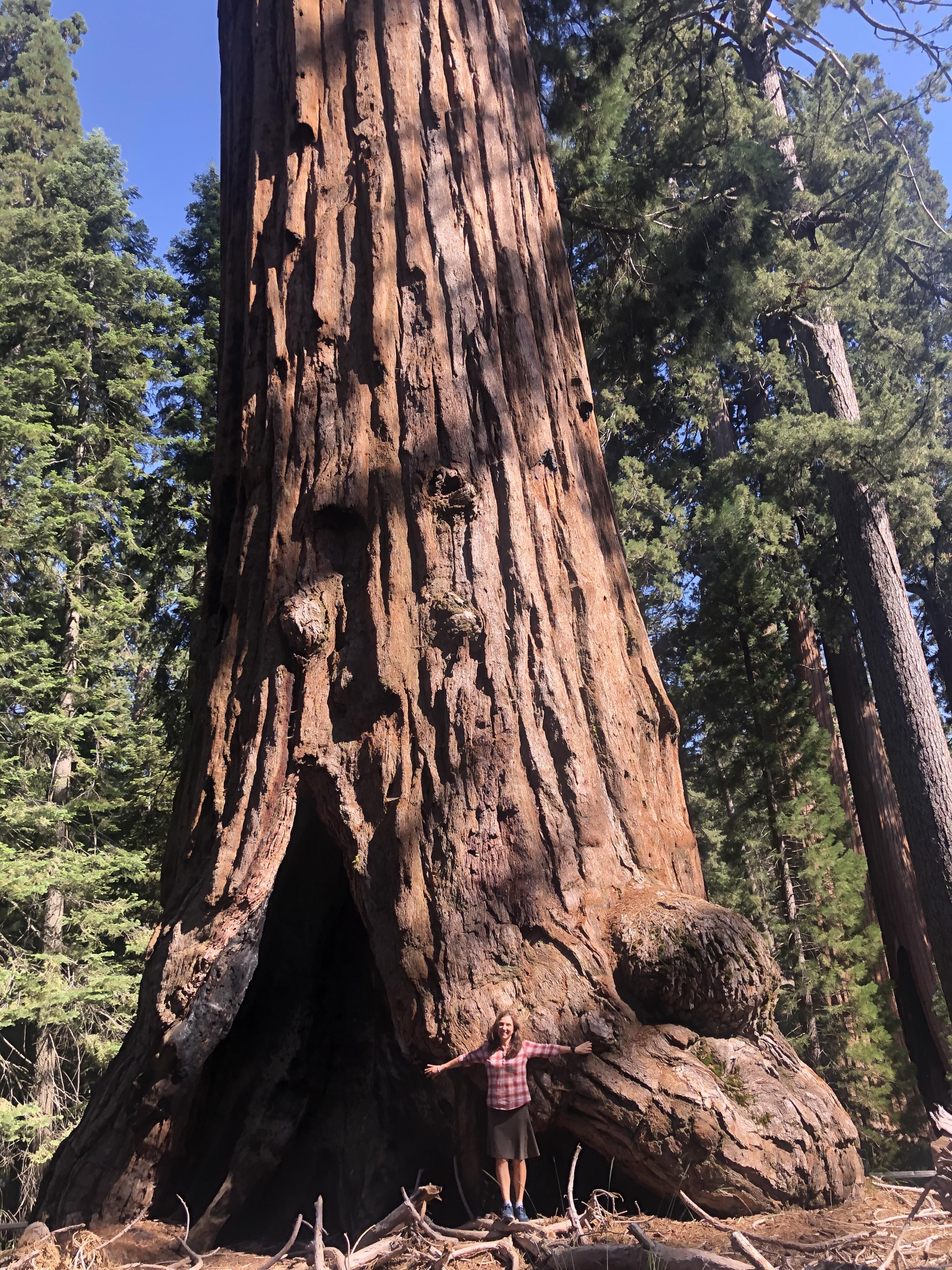 General Grant Grove