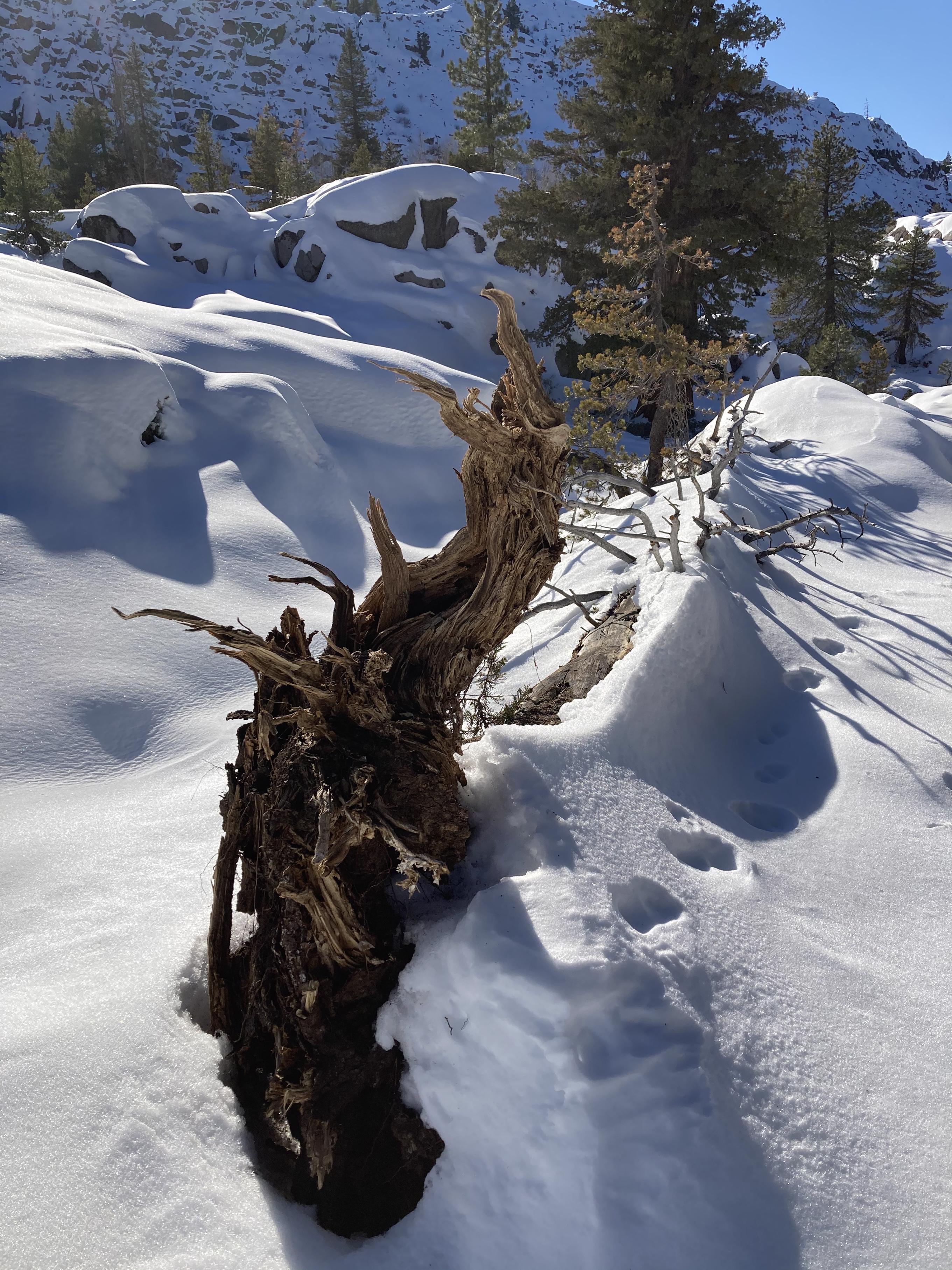 Tree stump in the snow
