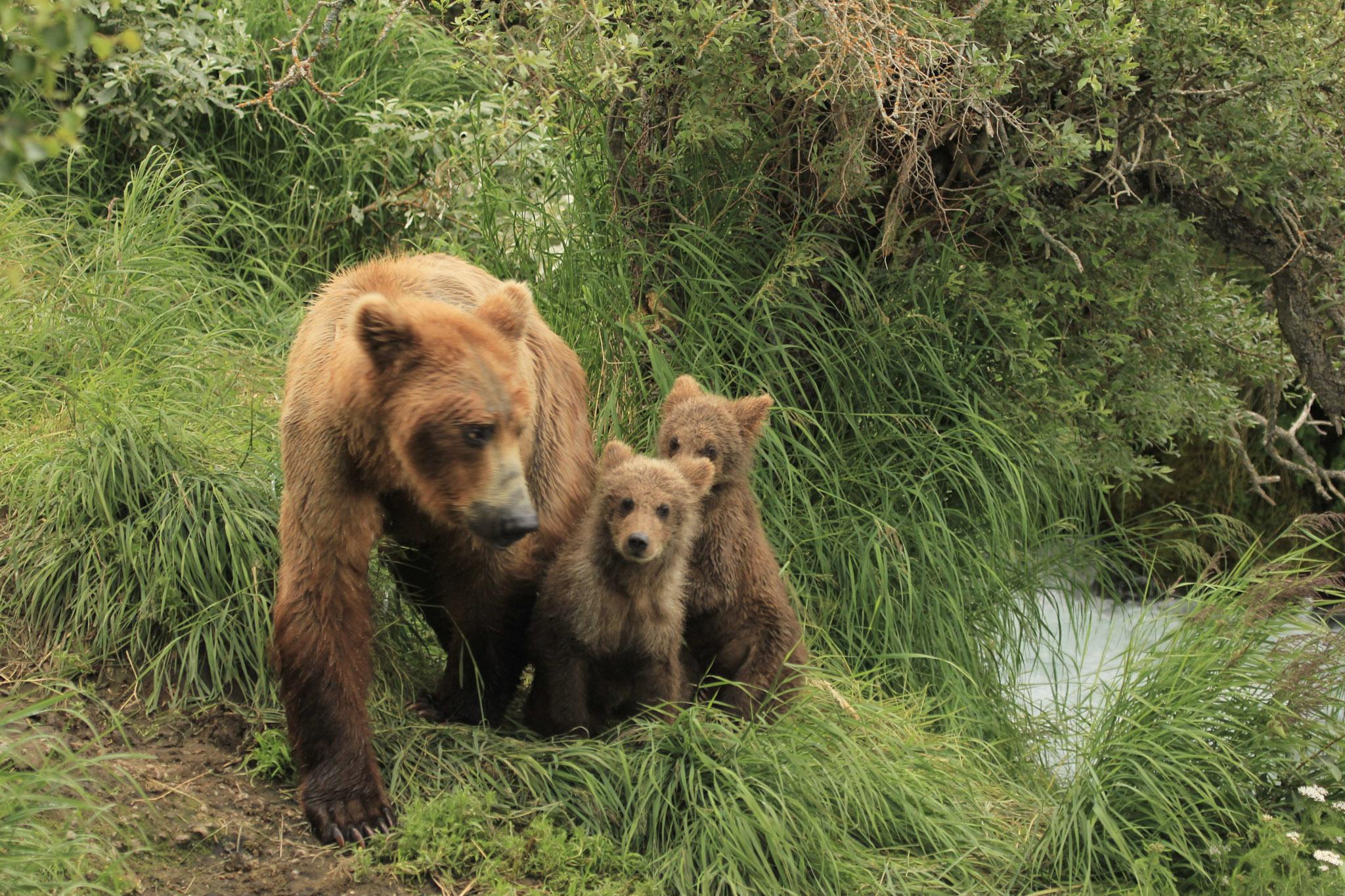 mom and cubs