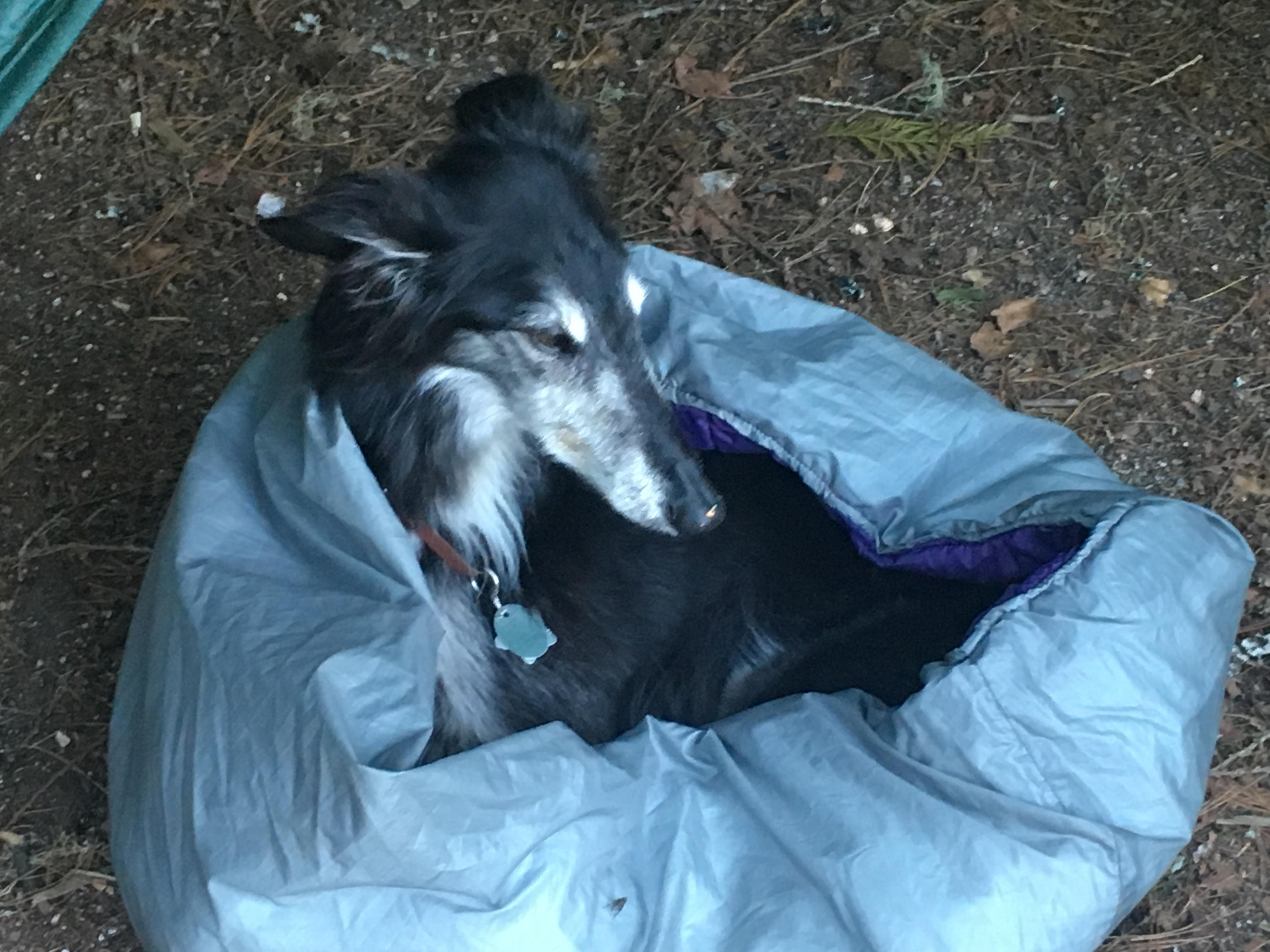 Bo in his bed