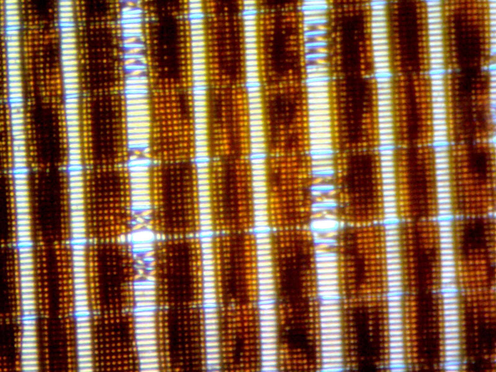 Membrane Silpoly Burnt Orange