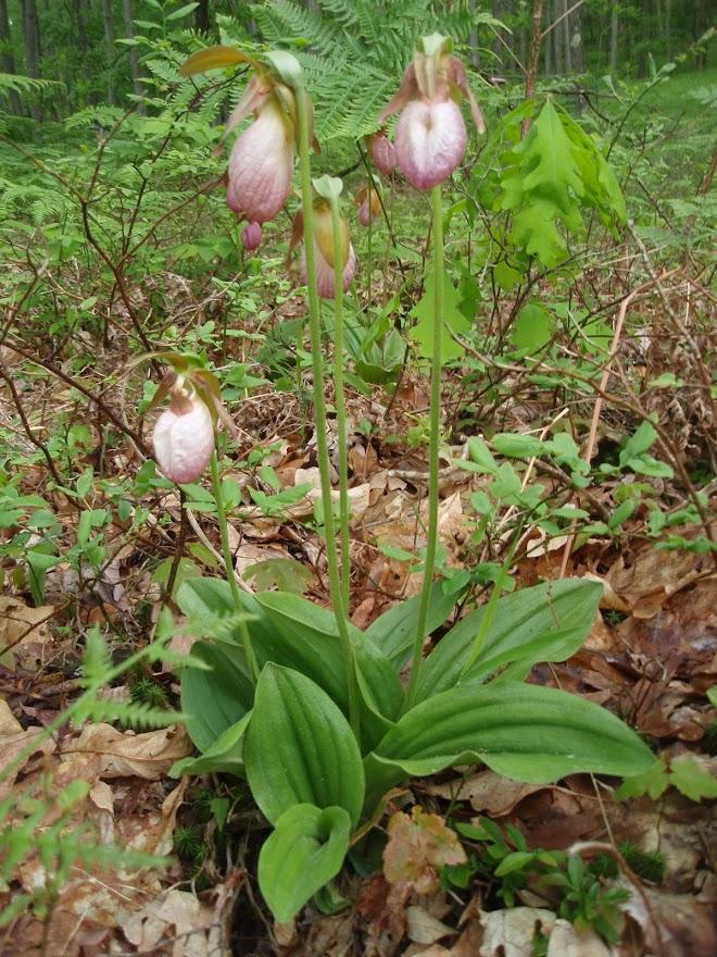 PA Orchids 