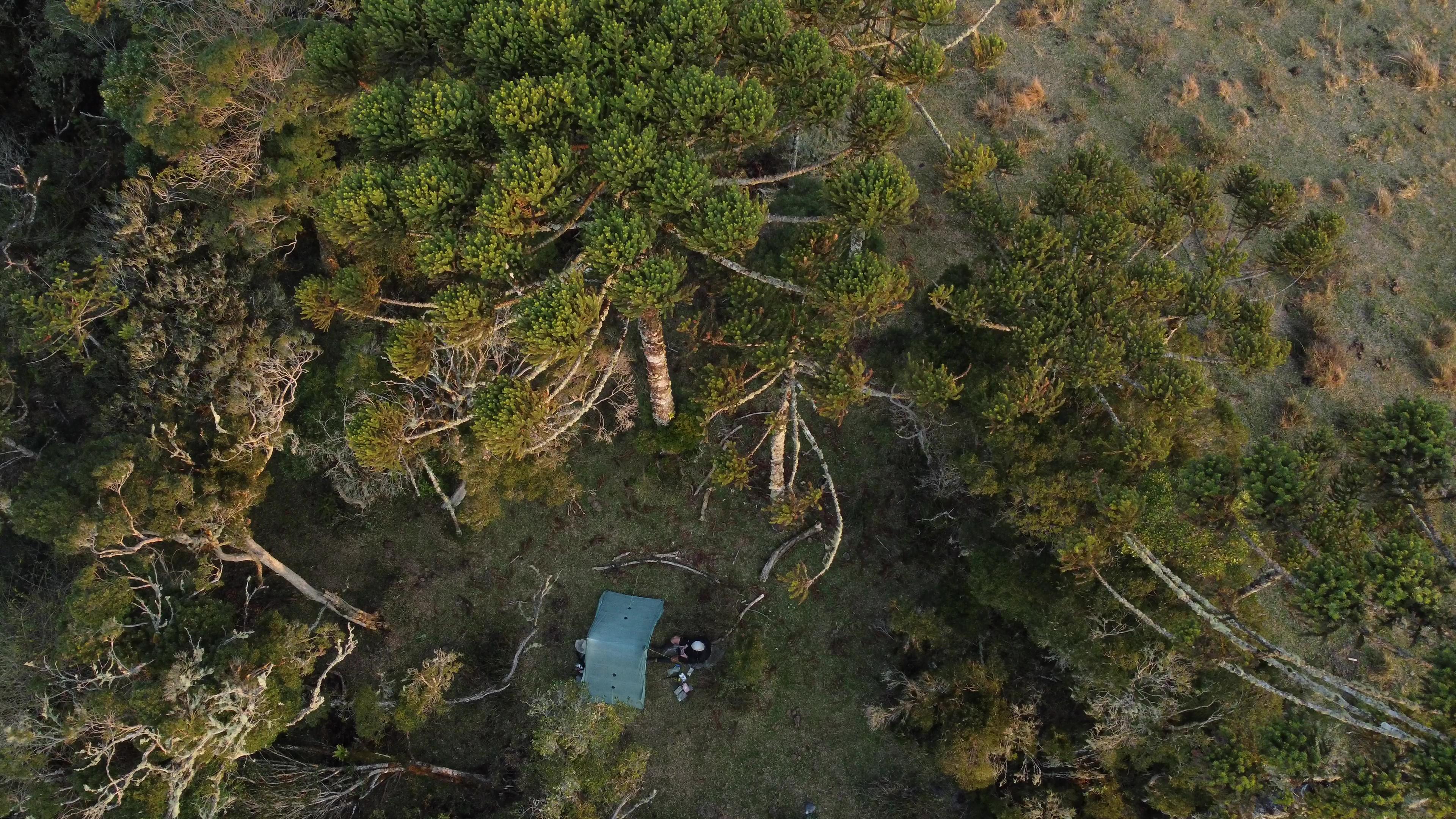 My favorite camping spots are inside the aracaria woods in southern Brazil.