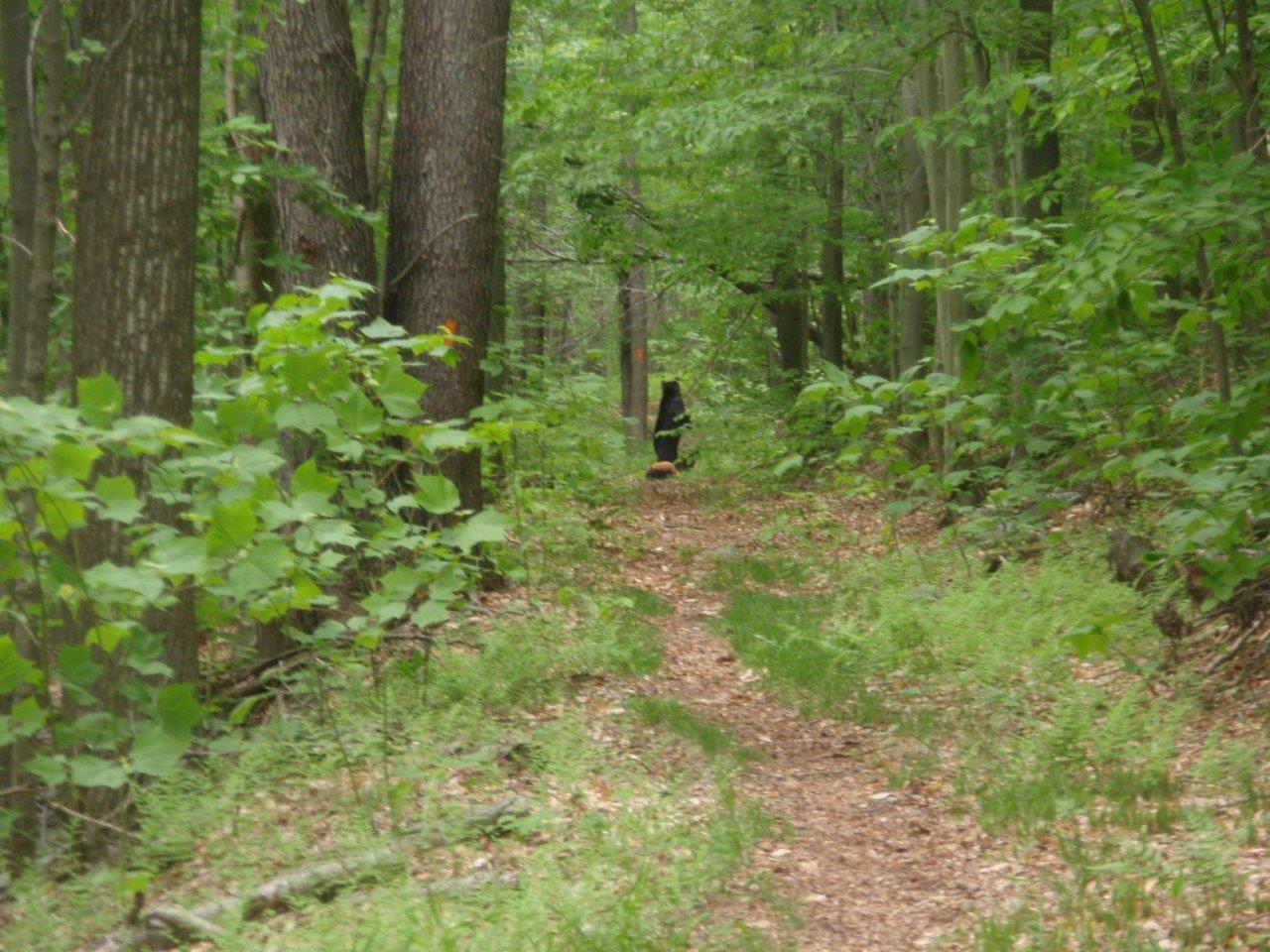 Old Loggers Path - Bear with Cubs