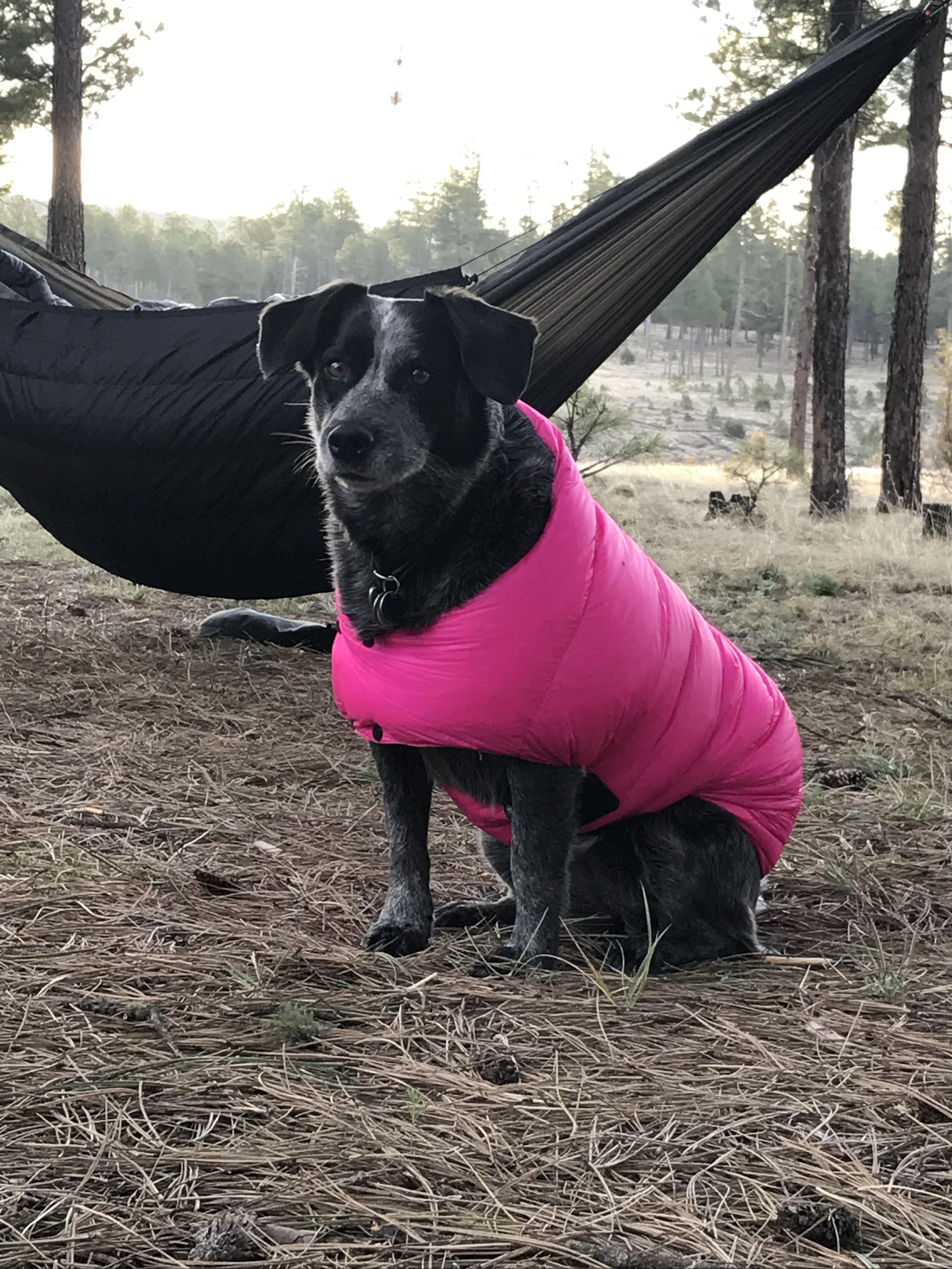 Groundbird Gear blog. Hiking with a dog. Custom made dog harness and pack -  Groundbird Gear