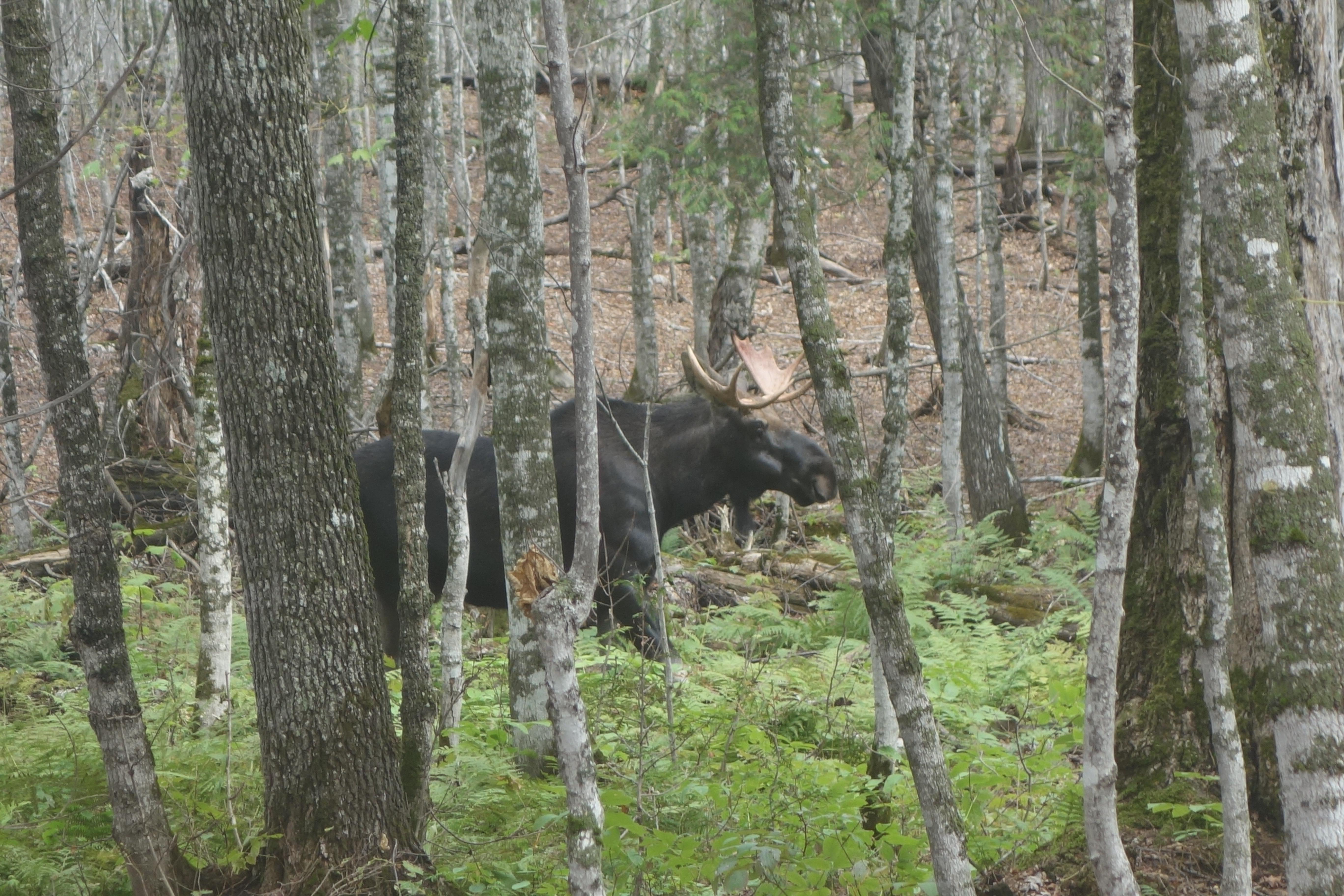 Isle Royale Moose