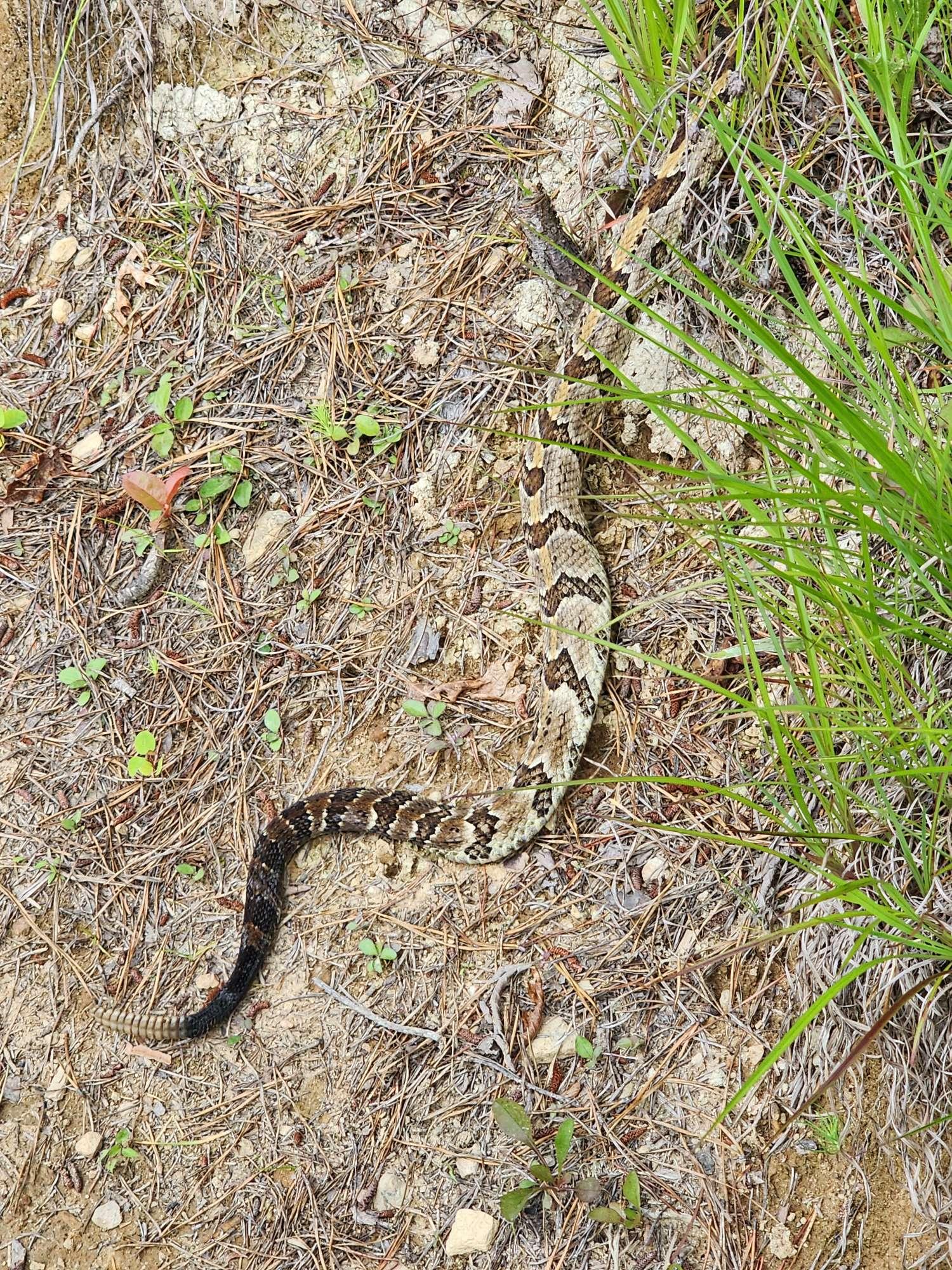 Timber Rattlesnake 