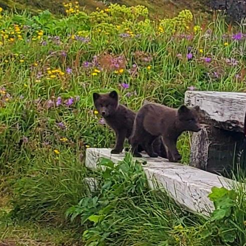 Two Young Artic Foxes visited Me