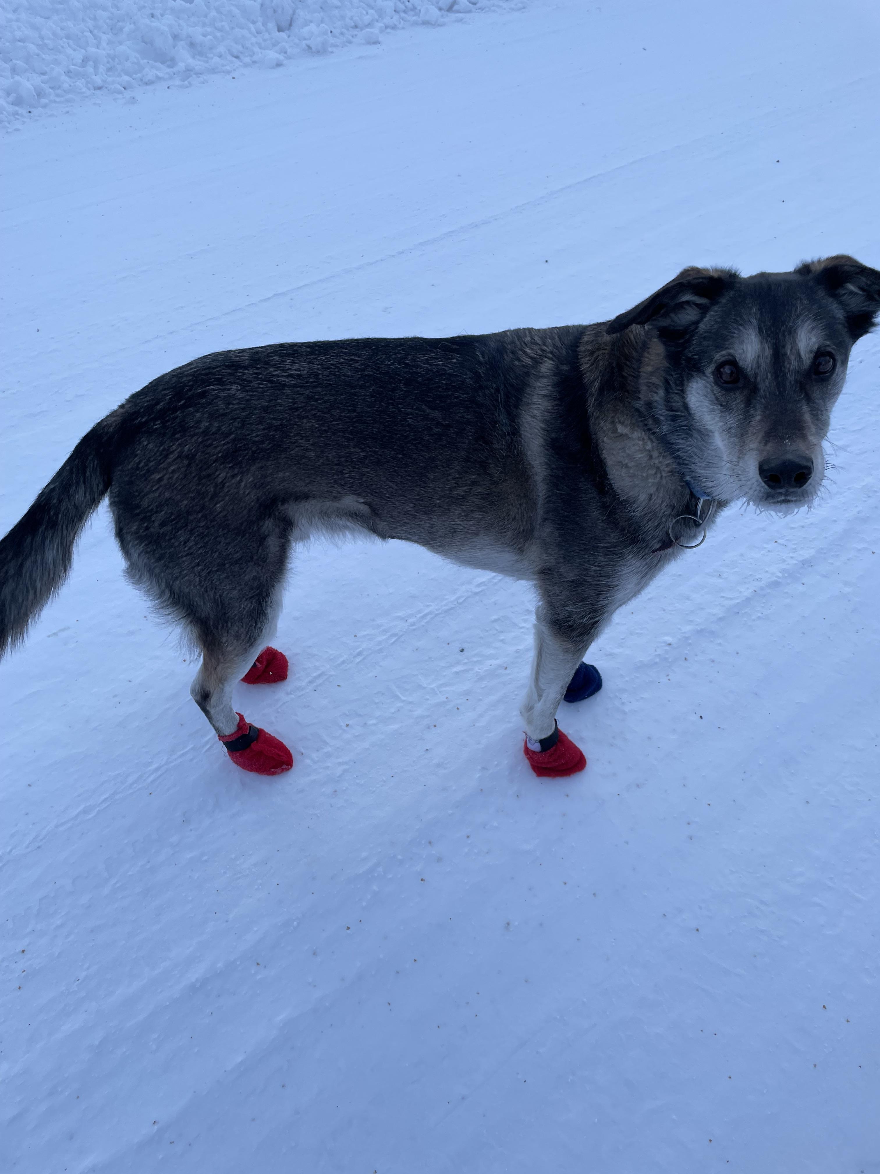 dog in booties