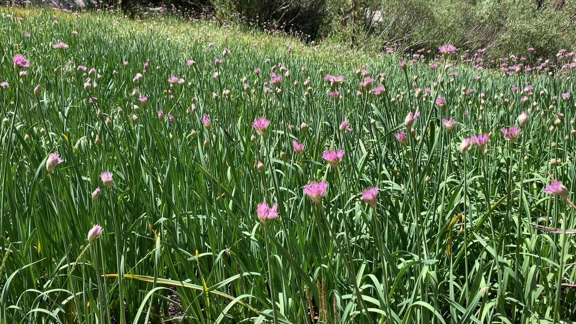 wild onions