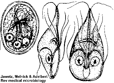 Giardia lamblia