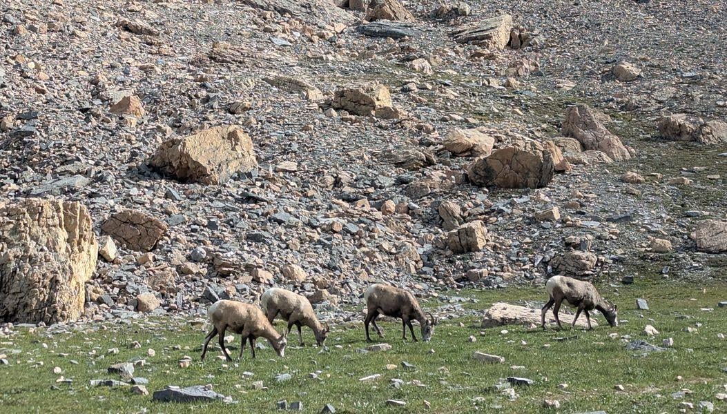 Sheep