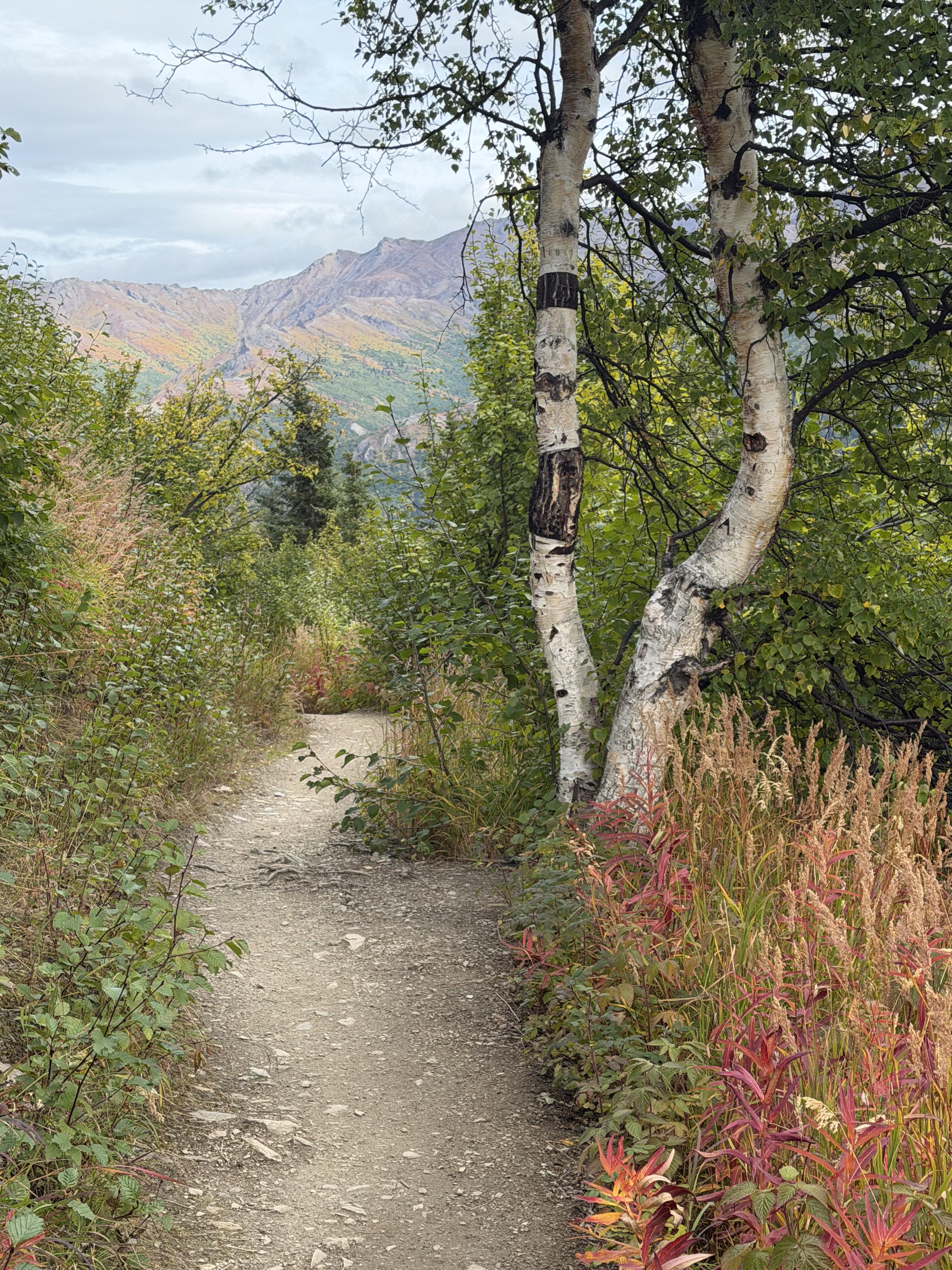 birch trees in fall